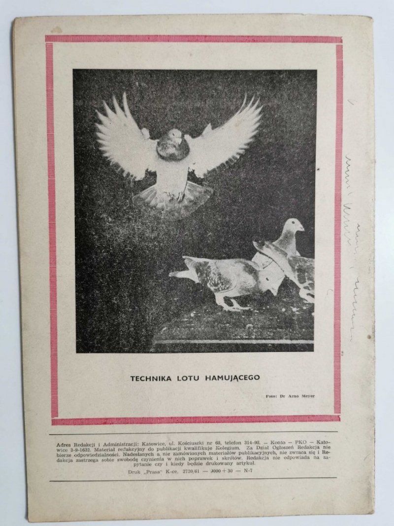 HODOWCA GOŁĘBI POCZTOWYCH NR 7  1961
