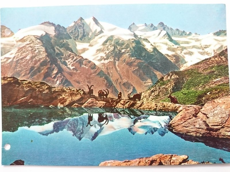 COGNE – LAGHETTO DEL LAUSON – STAMBECCHI