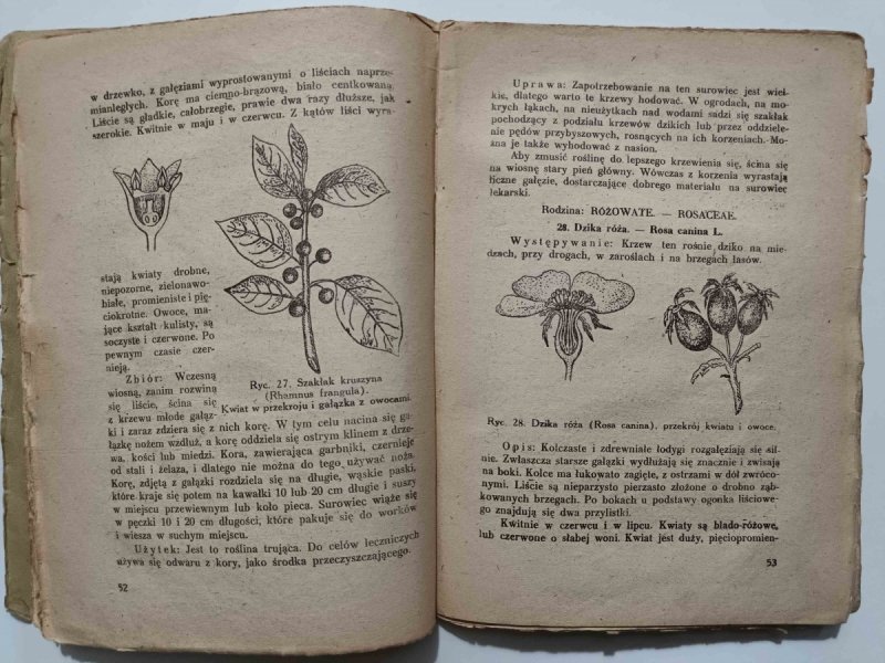 JAK ZBIERAĆ I SUSZYĆ ZIOŁA LECZNICZE – 1946r. - Zofia Zaćwilichowska