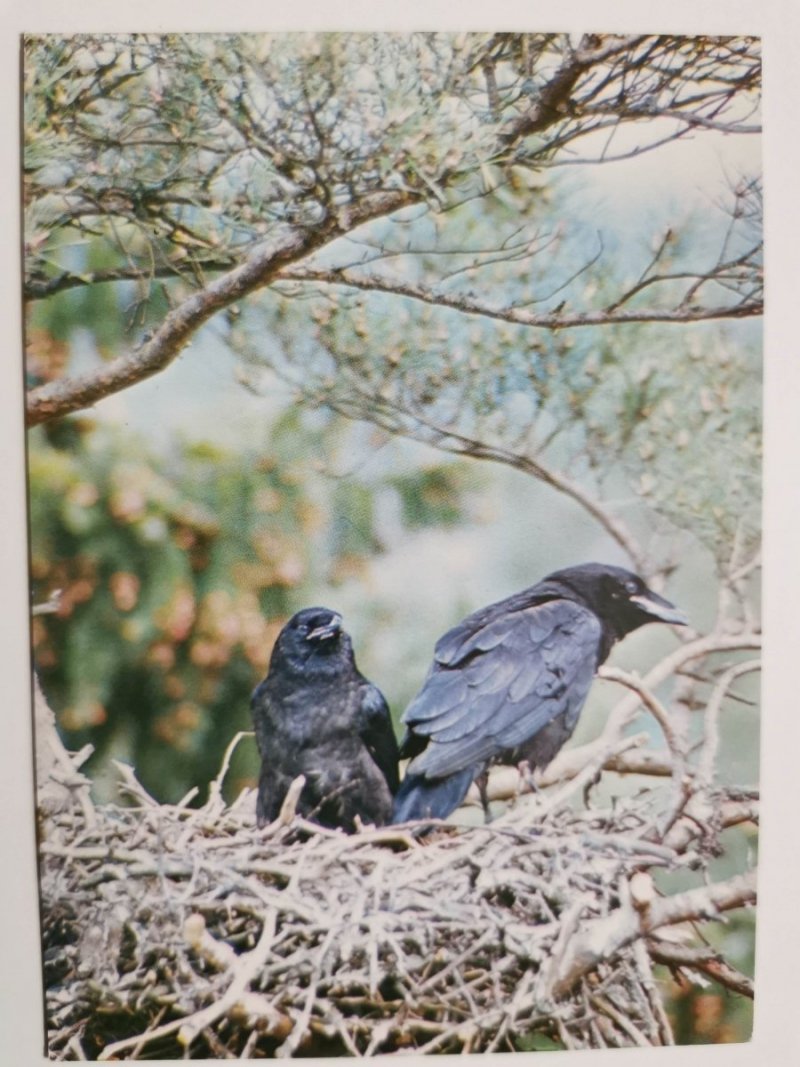 BIAŁOWIESKI PARK NARODOWY. KRUKI (CORVUS CORAX) FOT. ŁAPIŃSKI