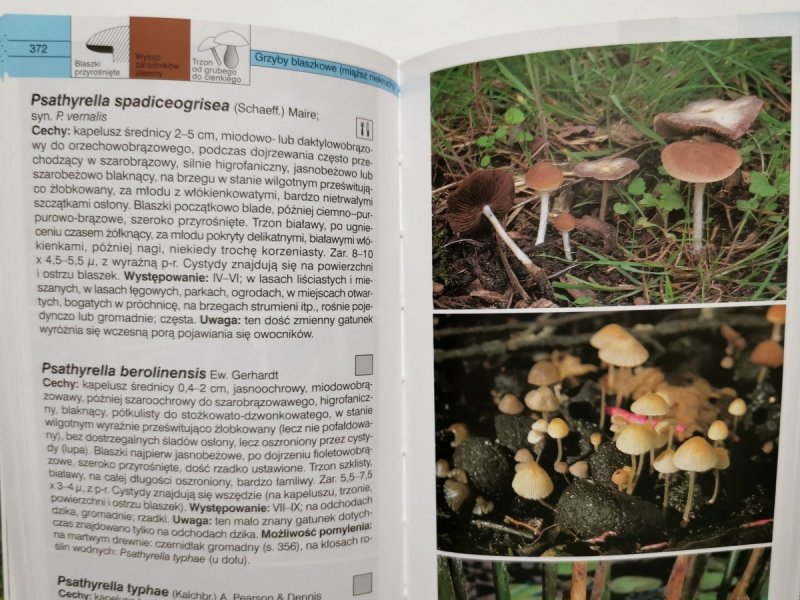 GRZYBY. WIELKI ILUSTROWANY PRZEWODNIK - Ewald Gerhardt