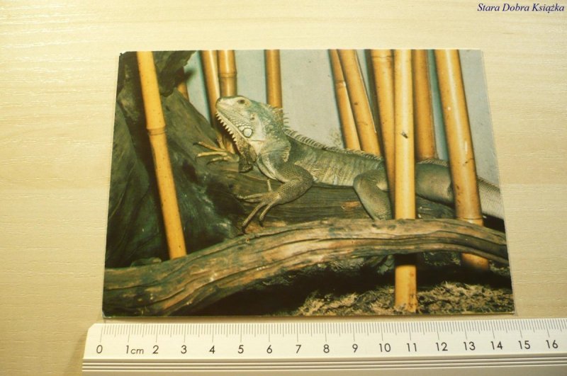 POZNAŃ. WIELKOPOLSKI PARK ZOOLOGICZNY. LEGWAN