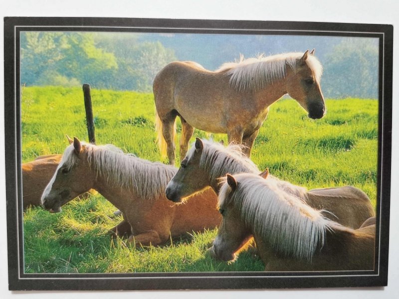 KONIE ODPOCZYWAJĄCE NA WYBIEGU FOT. LENZ