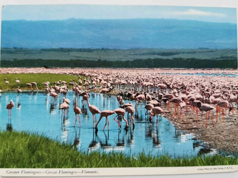 GREATER FLAMINGOES