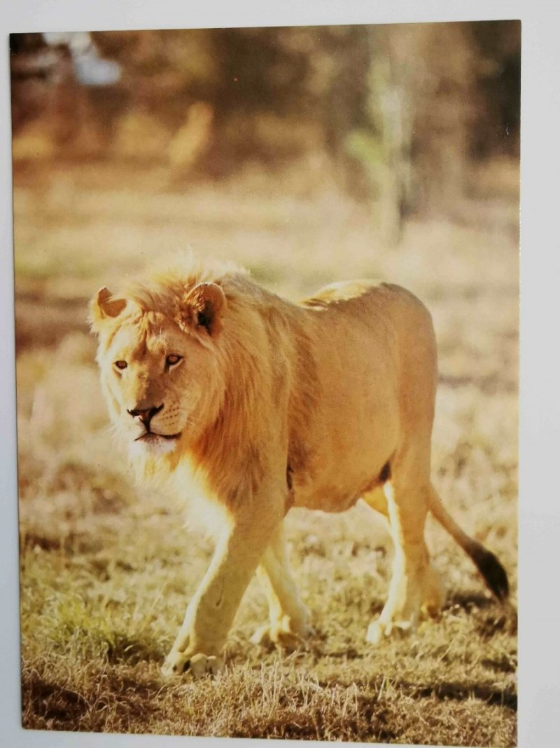LEW (PANTHERA LEO)