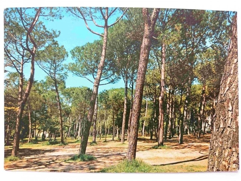 FORTE DEI MARMI. LA PINETA