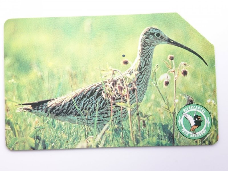 KULIK WIELKI NUMENIUS ARQUATA 50