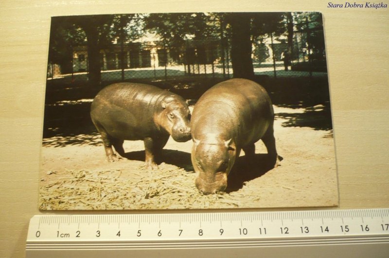 POZNAŃ. WIELKOPOLSKI PARK ZOOLOGICZNY. PARA