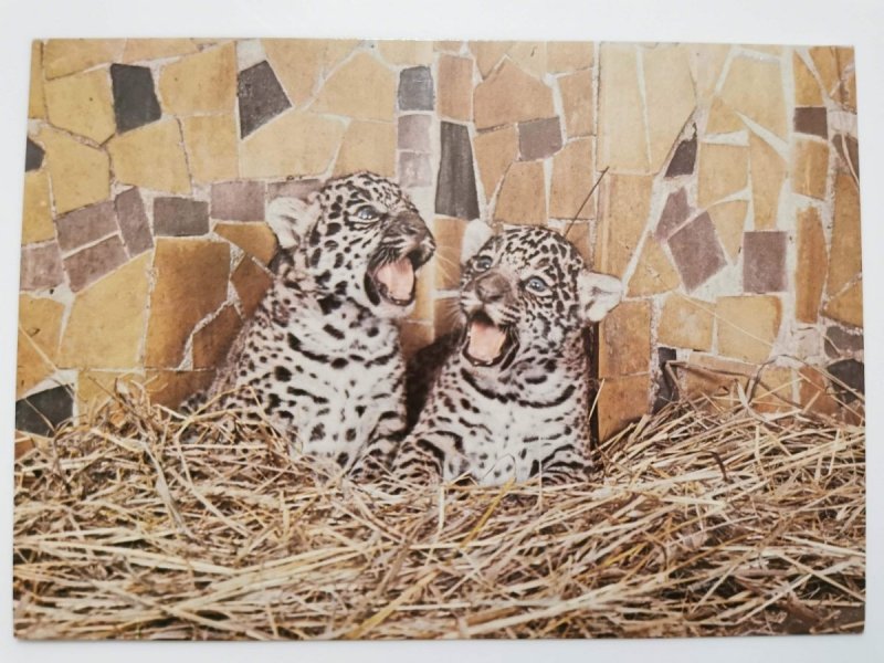 JAGUAR (PANTHERA ONCA) FOT. RYSIŃSKI