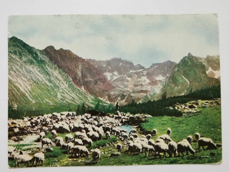 TATRY. OWCE NA HALI GĄSIENICOWEJ FOT. WERNER