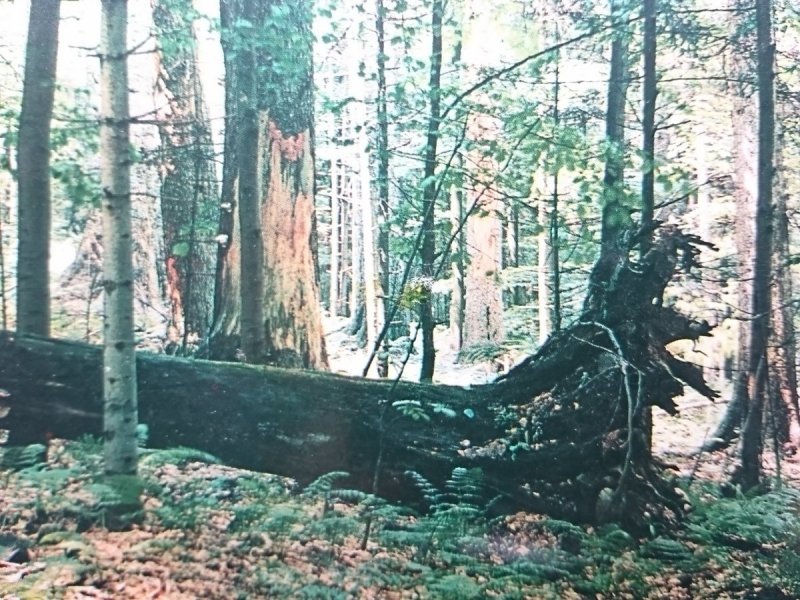 GÓRY ŚWIĘTOKRZYSKIE. PUSZCZA... FOT. WENDOŁOWSKI