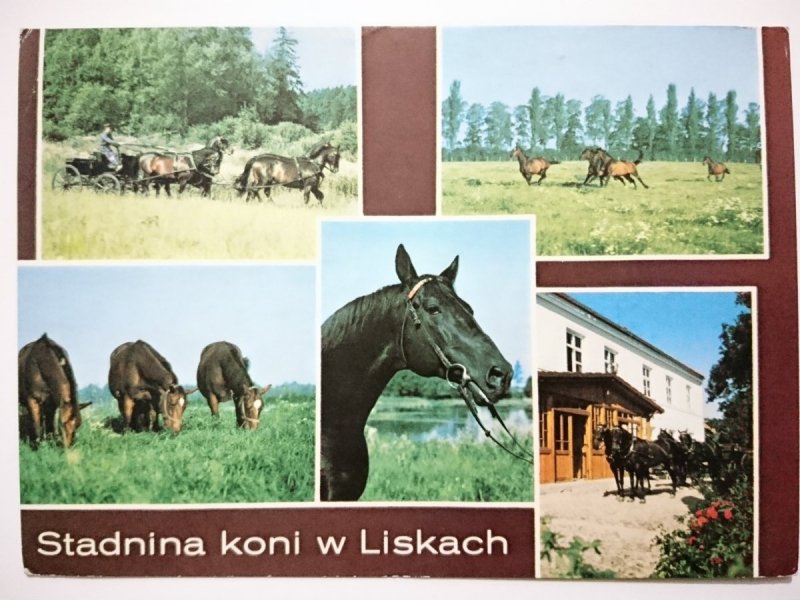 LISKI K. BARTOSZYC. PAŃSTWOWA STADNINA KONI FOT. STACHURSKI
