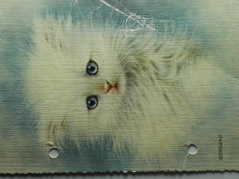 BIAŁY KOTEK. GIORDANO ART
