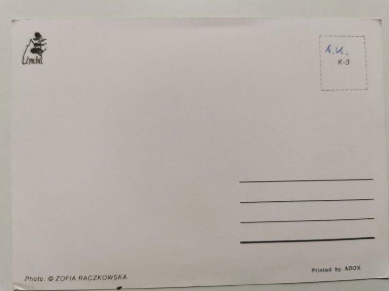 BAWIĄCE SIĘ CZARNOBIAŁE KOTY FOT. RACZKOWSKA