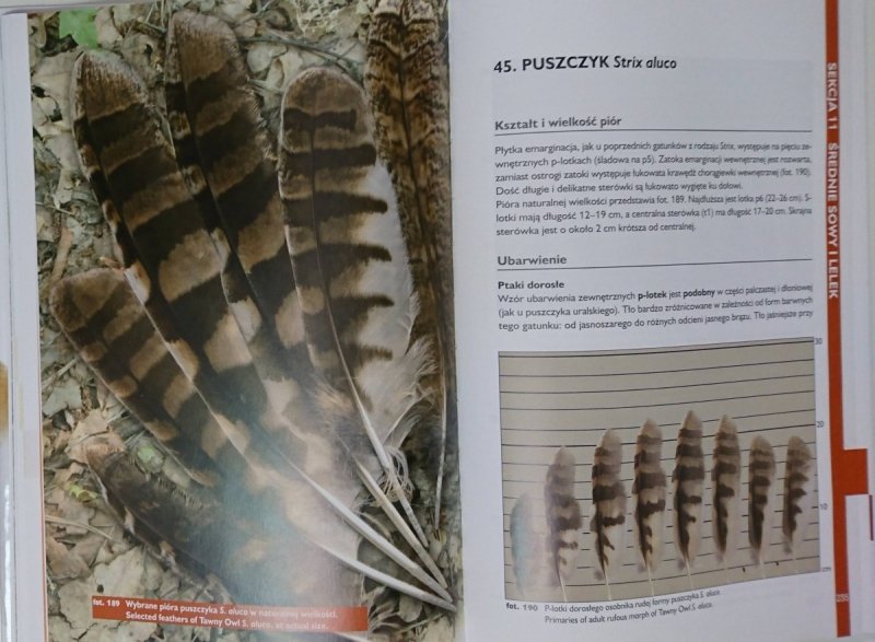 PIÓRA IDENTYFIKACJA GATUNKÓW RZADKICH - Marian Cieślak i Bolesław Dul