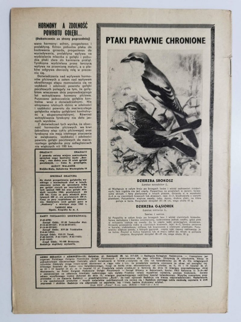 HODOWCA GOŁĘBI POCZTOWYCH NR 8 1966