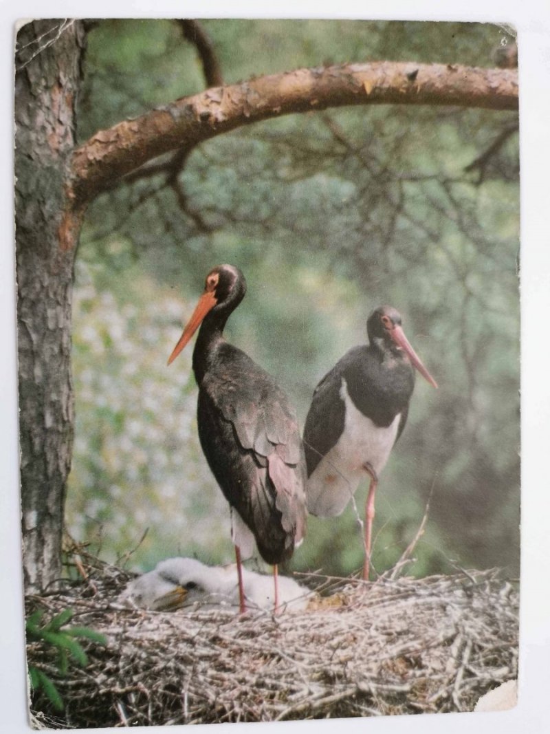 BOCIAN CZARNY (HAJSTRA) CICONIA NIGRA FOT. ŁAPIŃSKI