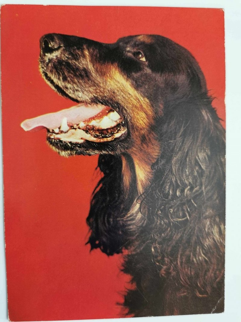 HORACY. COCKER SPANIEL FOT. T. BILIŃSKI