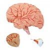 Głowa i mózg - model anatomiczny PHYSA 10040336 PHY-HM-5
