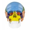 Czaszka człowieka - model anatomiczny - kolorowy PHYSA 10040239 PHY-SK-3
