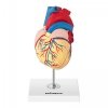 Serce - model anatomiczny PHYSA 10040318 PHY-HM-2