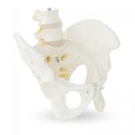 Miednica z kręgami lędźwiowymi - model anatomiczny PHYSA 10040249 PHY-PM-2