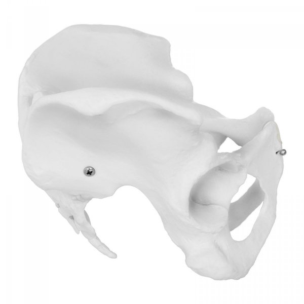 Miednica żeńska - model anatomiczny PHYSA 10040248 PHY-PM-1
