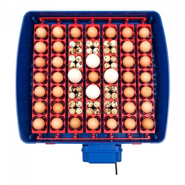Inkubator do jaj - 49 jaj - automatyczny - ochrona antybakteryjna BOROTTO 10370003 REAL 49 PLUS AUTOMATIC