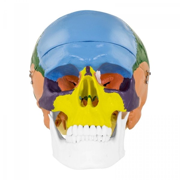 Czaszka człowieka - model anatomiczny - kolorowy PHYSA 10040239 PHY-SK-3