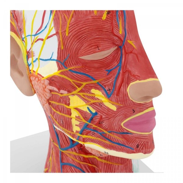 Głowa i szyja - model anatomiczny PHYSA 10040335 PHY-HM-4