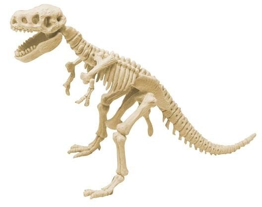 Wykopaliska Tyranozaurus Rex - dino szkielet