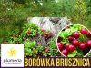 Borówka Brusznica 'Runo Bielawskie' Sadzonka Vaccinium vitis-idaea ‘Runo Bielawskie'