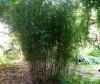 mrozoodporny bambus sadzonka cena 