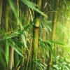 zielony bambus drzewiasty