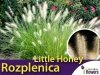 Rozplenica japońska 'Little Honey' (Pennisetum alopecuroides) - Sadzonka