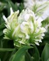 Biało-zielony tulipan papuzi 