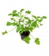 Geranium lecznicze ANGINOWIEC (Pelargonium graveolens) Roślina domowa P10 - S