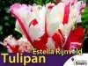 Tulipan Papuzi 'Estella Rijnveld' (Tulipa) CEBULKI
