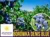 Borówka Amerykańska DENIS BLUE Sadzonka 3 letnia 40-60cm IDEALNA NA BALKON I TARAS