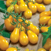 Pomidor Yellow Pearshaped forum