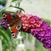 Buddleia trójkolorowa roślina przyciągająca motyle