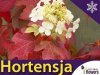 Hortensja dębolistna 'Burgundy' (Hydrangea quercifolia) Sadzonka