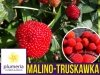 Malino-truskawka 3 letnis Sadzonka (Rubus illecebrosus)