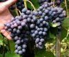 Ciemne winogrona sadzonki sklep cena