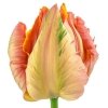 tulipany cebulki