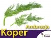 Koper ogrodowy Ambrozja (Anethum graveolens) XL 100 g