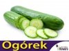 Ogórek Gruntowy Sałatkowy Gracius Gładki (Cucumis sativus) nasiona