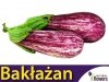 Oberżyna Bakłażan Tsakoniki (Solanum melongena)