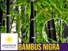 Czarny Bambus Drzewiasty NIGRA Mrozoodporny (Phyllostachys) Sadzonka XL-C5