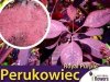 Perukowiec 'Royal Purple’ (Cotinus coggygria) Sadzonka